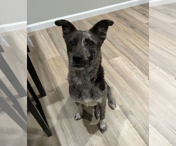 Medium Photo #1 Catahoula Leopard Dog-Unknown Mix Puppy For Sale in Aurora, CO, USA