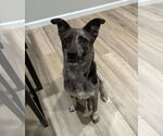 Small Catahoula Leopard Dog Mix