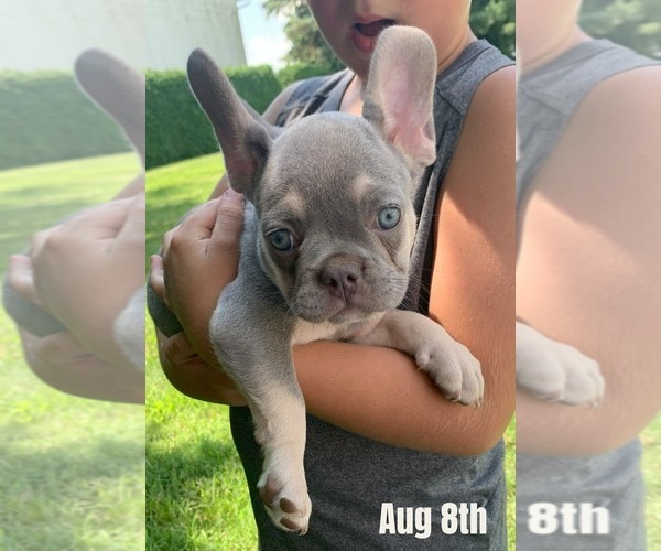 Medium Photo #1 French Bulldog Puppy For Sale in BREMEN, IN, USA