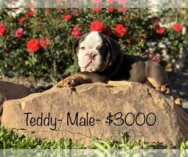 Medium Photo #13 Bulldog Puppy For Sale in SPRING, TX, USA