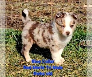 Medium Border Collie