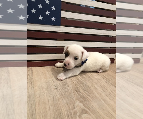 Medium Photo #26 Jack Russell Terrier Puppy For Sale in MABLETON, GA, USA