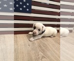 Small Photo #26 Jack Russell Terrier Puppy For Sale in MABLETON, GA, USA