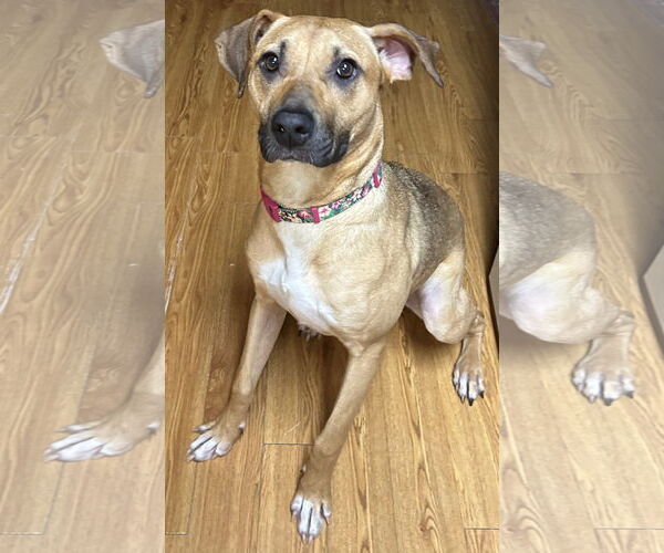 Medium Photo #5 Black Mouth Cur Puppy For Sale in Lexington, SC, USA