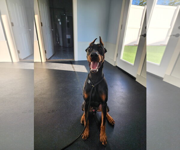 Medium Photo #4 Doberman Pinscher Puppy For Sale in Buffalo, MN, USA