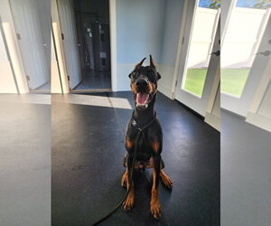 Rufio Adoption Pending! - Male Doberman Pinscher Dog for Adoption - Photo #4