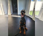 Small Photo #4 Doberman Pinscher Puppy For Sale in Buffalo, MN, USA