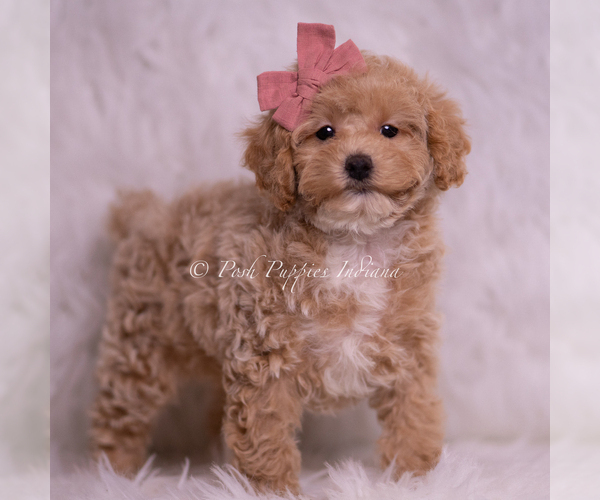Medium Photo #4 Poodle (Toy) Puppy For Sale in WARSAW, IN, USA