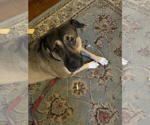 DAISY 2  (COURTESY POST) - Female German Shepherd Dog-Unknown Mix Dog for Adoption - Photo #2