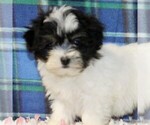 Small Photo #1 Havanese Puppy For Sale in DANVILLE, PA, USA