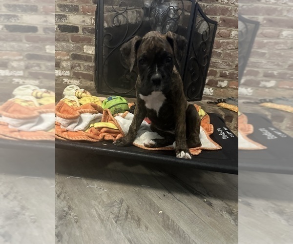 Medium Photo #2 Boxer Puppy For Sale in RALEIGH, NC, USA