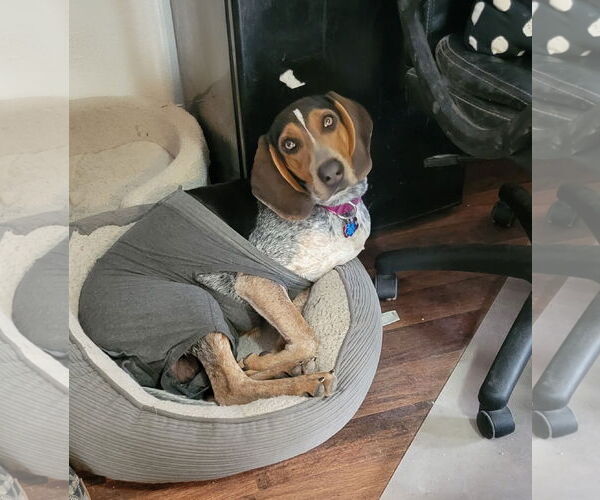 Medium Photo #8 Bluetick Coonhound Puppy For Sale in Las Vegas, NV, USA