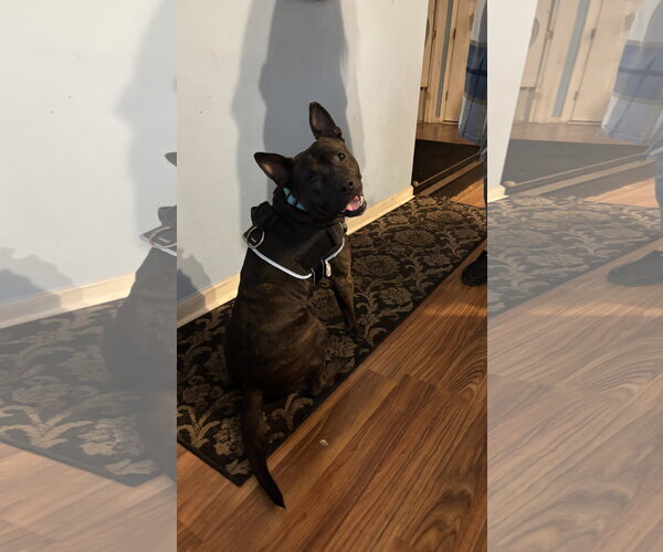 Medium Photo #4 American Staffordshire Terrier-Bulldog Mix Puppy For Sale in Holly Springs, NC, USA