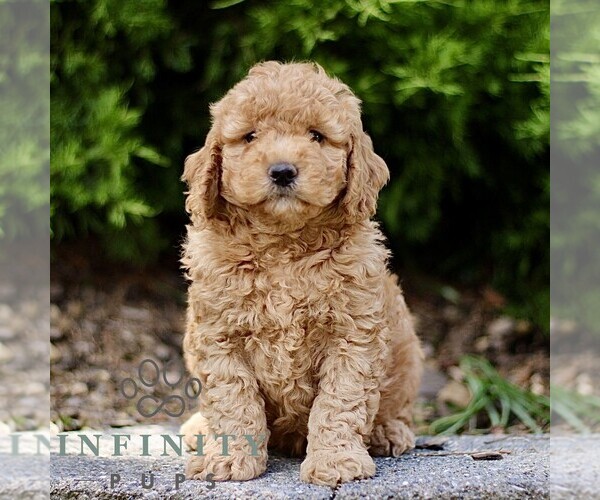 Medium Photo #3 Goldendoodle (Miniature) Puppy For Sale in KINZERS, PA, USA