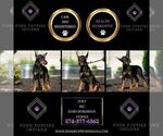 Small #4 Doberman Pinscher