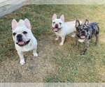 Small Photo #20 French Bulldog Puppy For Sale in BRYAN, TX, USA