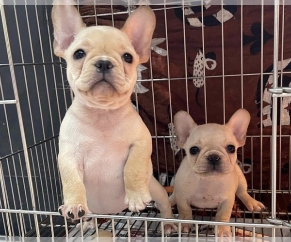 Medium Photo #4 French Bulldog Puppy For Sale in FREMONT, CA, USA