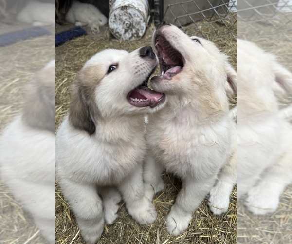 Medium Photo #2 Great Pyrenees Puppy For Sale in FREEVILLE, NY, USA