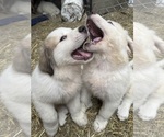 Small #1 Great Pyrenees