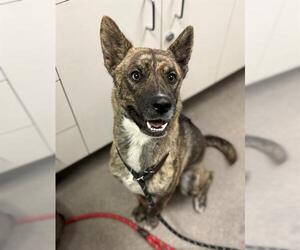 Medium Australian Cattle Dog Mix