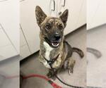 Small Australian Cattle Dog Mix
