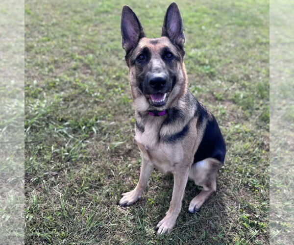 Medium Photo #1 German Shepherd Dog Puppy For Sale in Newfield, NJ, USA