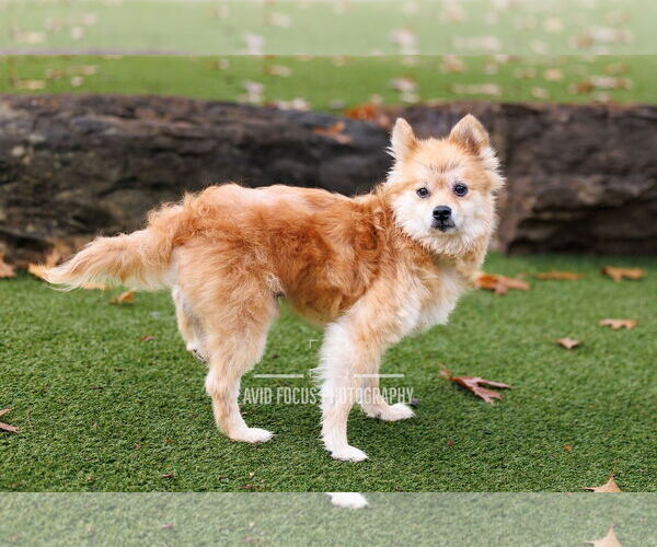 Medium Photo #12 Chiranian Puppy For Sale in McKinney, TX, USA