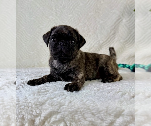 Medium Photo #3 Pug Puppy For Sale in GREENFIELD, IN, USA