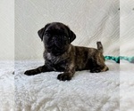 Small #2 Pug
