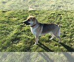 Small Photo #1 German Shepherd Dog Puppy For Sale in BURLINGTON, WA, USA