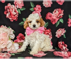 Cock-A-Poo-Poodle (Miniature) Mix Puppy for sale in NOTTINGHAM, PA, USA