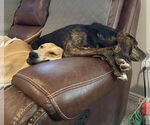 Small #10 Labrador Retriever Mix