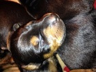 Small Photo #1 Doberman Pinscher Puppy For Sale in SPIRO, OK, USA