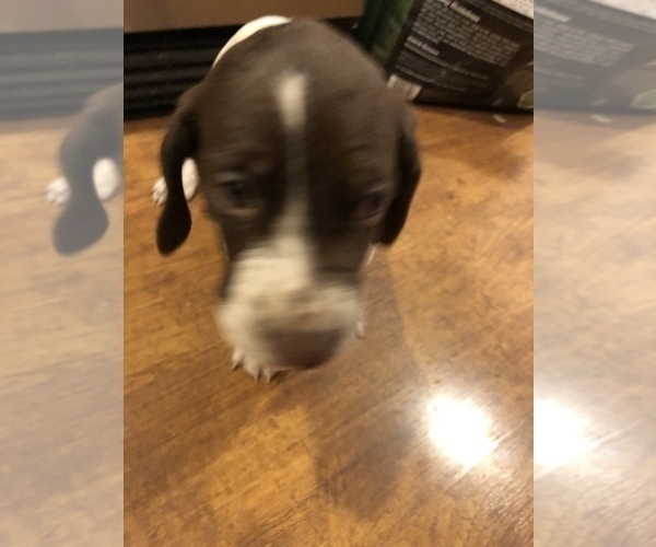 Medium Photo #4 German Shorthaired Pointer Puppy For Sale in AMARILLO, TX, USA
