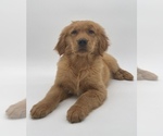 Small Photo #10 Golden Retriever Puppy For Sale in OCALA, FL, USA