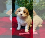 Puppy 4 ShihPoo