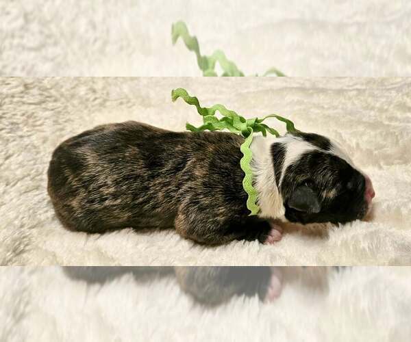 Medium Photo #9 Alapaha Blue Blood Bulldog Puppy For Sale in SHELOCTA, PA, USA
