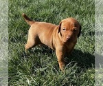 Small Photo #5 Vizsla Puppy For Sale in CANTRALL, IL, USA