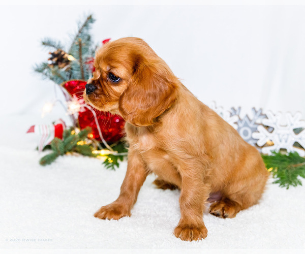 Medium Photo #56 Cavalier King Charles Spaniel Puppy For Sale in WAKARUSA, IN, USA