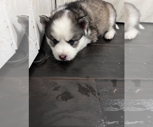 Medium Photo #5 Siberian Husky Puppy For Sale in CLARKSTON, MI, USA