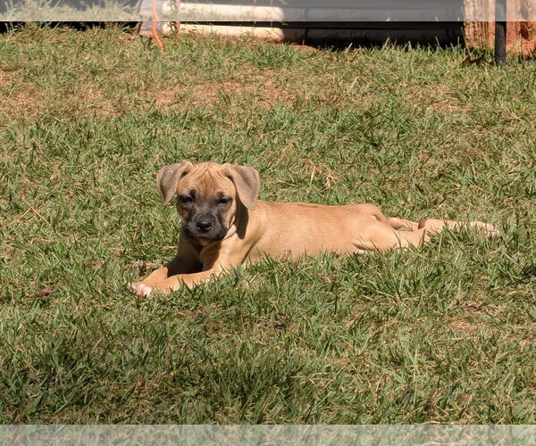Medium Photo #4 Mastiff-Unknown Mix Puppy For Sale in Greenville, SC, USA