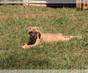Shakira - Female Mastiff-Unknown Mix Dog for Adoption - Photo #4
