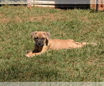 Small Photo #4 Mastiff-Unknown Mix Puppy For Sale in Greenville, SC, USA