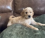 Small Photo #3 Goldendoodle Puppy For Sale in DAWSONVILLE, GA, USA