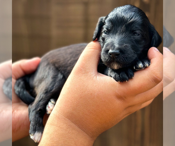 Medium Photo #4 Aussiedoodle Miniature  Puppy For Sale in ALLEN, TX, USA