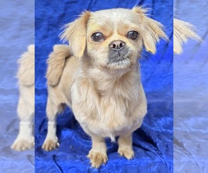 Pekingese-Unknown Mix Dogs for adoption in Cuba, NY, USA