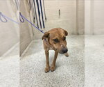 Small Black Mouth Cur Mix