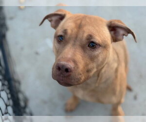 Labrador Retriever-Unknown Mix Dogs for adoption in Tulsa, OK, USA