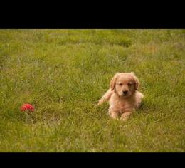 Golden Retriever Puppy for sale in PORT ORCHARD, WA, USA