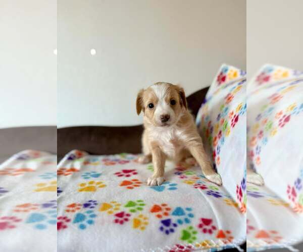 Medium Photo #5 Silkyhuahua Puppy For Sale in Visalia, CA, USA